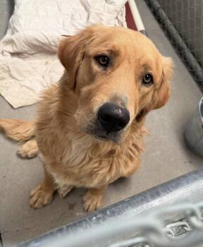 Mac -  Golden Retriever Dog for Adoption in Fort Collins, Colorado - Mac | PetCurious