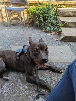 LENNY -  Pit Bull Terrier and Mixed Breed Dog for Adoption in Atlanta, Georgia - LENNY | PetCurious