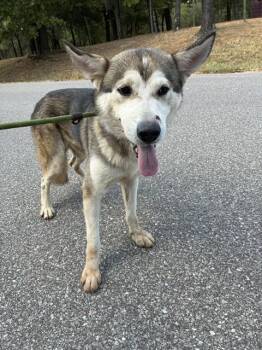 ALASKA -  Siberian Husky Dog for Adoption in Oklahoma City, Oklahoma - ALASKA | PetCurious