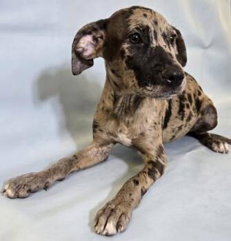 Evangeline -  Catahoula Leopard Dog and Mixed Breed Dog for Adoption in Morton Grove, Illinois - Evangeline | PetCurious