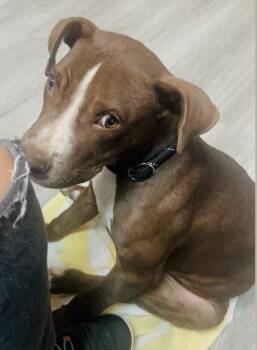 Rescue Pit Bull Terrier Dogs for Adoption in Cool, California - Willie | PetCurious