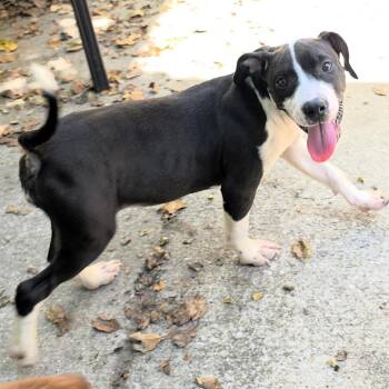 Kiwi -  Mixed Breed Dog for Adoption in Michigan City, Indiana - Kiwi | PetCurious