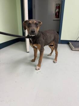 Rescue Mixed Breed Dogs for Adoption in Savannah, Georgia - Vetta | PetCurious