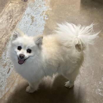 Pomeranian Dogs Available for Adoption - Rome | PetCurious