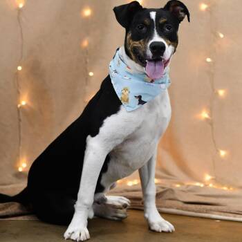 Daymon -  Mixed Breed Dog for Adoption in Defuniak Springs, Florida - Daymon | PetCurious