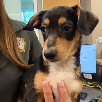Ernie -  Mixed Breed Dog for Adoption in Bend, Oregon - Ernie | PetCurious