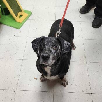 Rescue Mixed Breed Dogs for Adoption in Davenport, Iowa - Earl | PetCurious