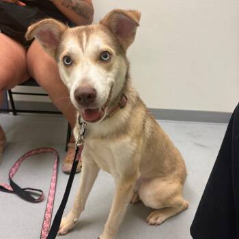 Layah -  Husky and Mixed Breed Dog for Adoption in Charlottesville, Virginia - Layah | PetCurious
