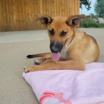 Roxy -  Collie and German Shepherd Dog Dog for Adoption in Chanute, Kansas - Roxy | PetCurious