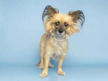 JAQUITA -  Papillon and Mixed Breed Dog for Adoption in Phoenix, Arizona - JAQUITA | PetCurious