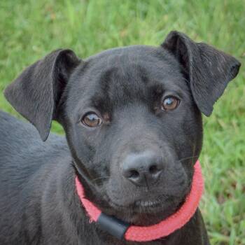 Cecil -  Black Labrador Retriever and Boxer Dog for Adoption in Huntley, Illinois - Cecil | PetCurious