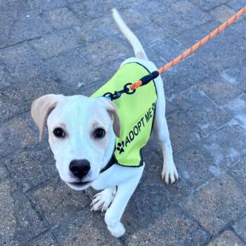 Kyle -  Mixed Breed Dog for Adoption in Columbus, North Carolina - Kyle | PetCurious
