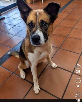 Miya -  Boxer and Husky Dog for Adoption in Jackson, Georgia - Miya | PetCurious