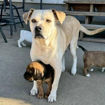 Mixed Breed Dogs Available for Adoption - Betty Crocker | PetCurious