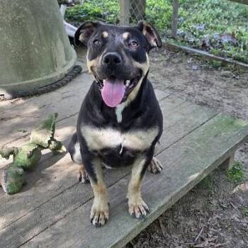 Molly Mae -  Mixed Breed Dog Available for Adoption in Rossville, Tennessee - Molly Mae | PetCurious