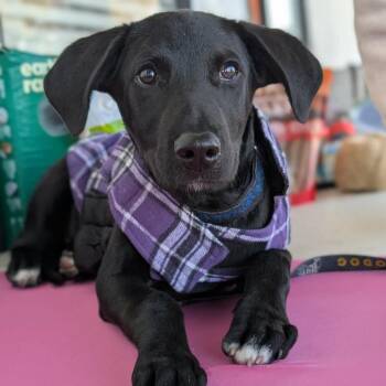 Doberman Pinscher and Black Labrador Retriever Dogs Available for Adoption - Sadie | PetCurious