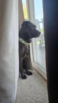 Basilisk -  Mixed Breed Dog for Adoption in Cincinnati, Ohio - Basilisk | PetCurious