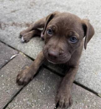 Zuma -  Pointer and Pit Bull Terrier Dog for Adoption in Brockport, New York - Zuma | PetCurious
