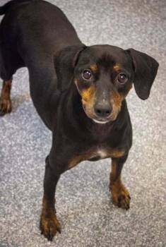 Piper (LOCALLY FOSTERED) -  Mixed Breed Dog for Adoption in Leverett, Massachusetts - Piper (LOCALLY FOSTERED) | PetCurious