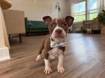 Fannin Southern Belle Gala -  Pit Bull Terrier and Mixed Breed Dog for Adoption in Friendswood, Texas - Fannin Southern Belle Gala | PetCurious