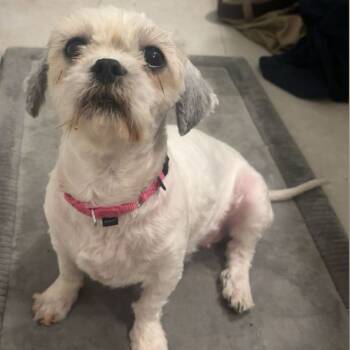 Rescue Shih Tzu Dogs for Adoption in Buffalo, Minnesota - Lacey | PetCurious