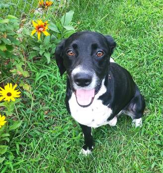 Ozzy -  Black Labrador Retriever Dog for Adoption in Lisbon, Iowa - Ozzy | PetCurious