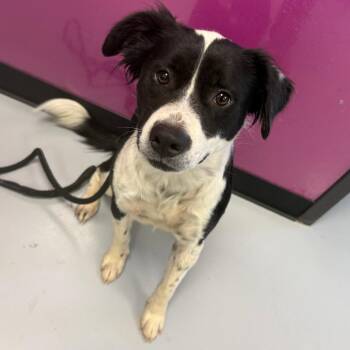 Joey -  Mixed Breed Dog for Adoption in Ponca City, Oklahoma - Joey | PetCurious