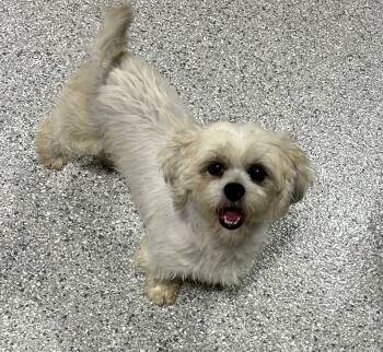 Annie. Nice dog -  Lhasa Apso Dog for Adoption in Antwerp, Ohio - Annie. Nice Dog | PetCurious