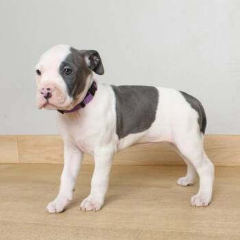Pit Bull Terrier Dogs Available for Adoption in Minnetonka, Minnesota - Cucumber D68980 | PetCurious