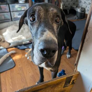 Great Dane Dogs Available for Adoption in Bullard, Texas - Drew | PetCurious