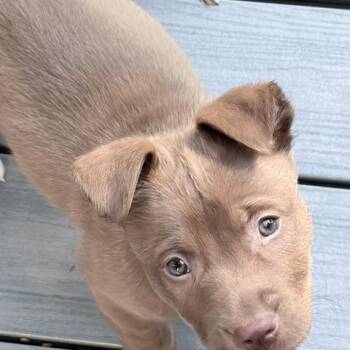Brew -  Labrador Retriever Dog for Adoption in Aurora, Illinois - Brew | PetCurious