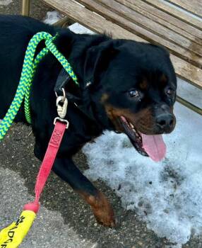 Rottweiler Dogs Available for Adoption - Quincy | PetCurious