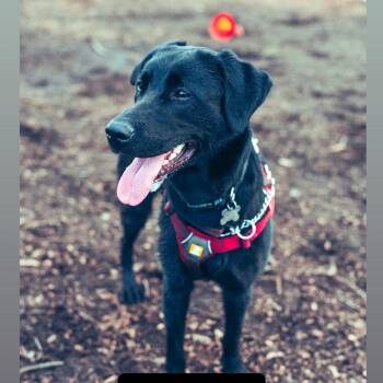 Black Labrador Retriever Dogs Available for Adoption in Toronto, Ontario - Mabel | PetCurious