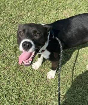 Floyd -  Terrier Dog for Adoption in Springfield, Georgia - Floyd | PetCurious