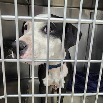 Rescue Mixed Breed Dogs for Adoption in Auburn, Alabama - Johnny | PetCurious