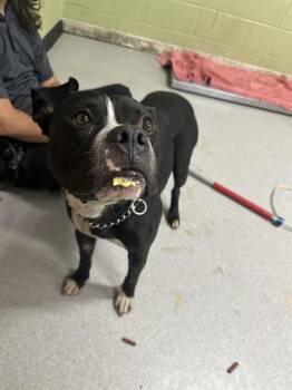 Pit Bull Terrier and Mixed Breed Dogs Available for Adoption - RAZOR | PetCurious