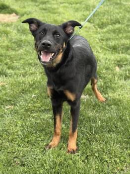 Shepherd Dogs Available for Adoption in Lancaster, Ohio - Baby Jane Doe | PetCurious