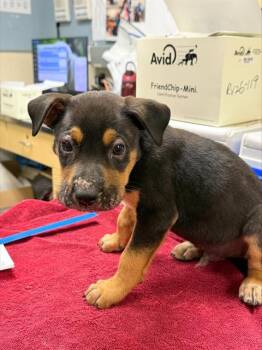 SAUSAGE -  Australian Cattle Dog Blue Heeler Dog for Adoption in Riverside, California - SAUSAGE | PetCurious