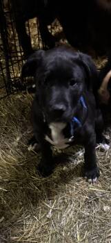 Rescue Black Labrador Retriever Dogs for Adoption in Hallsville, Missouri - Jackson(Jack) | PetCurious