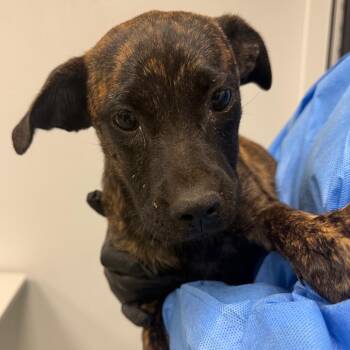 Tansy -  Black Mouth Cur and Mixed Breed Dog for Adoption in Abilene, Texas - Tansy | PetCurious