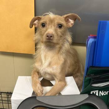 Chihuahua and Mixed Breed Dogs Available for Adoption in Myerstown, Pennsylvania - Mateo | PetCurious