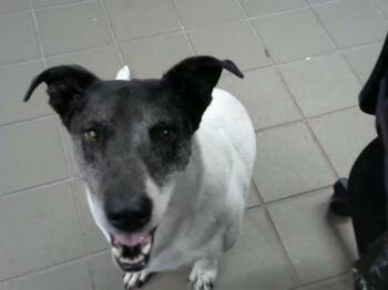 DONUT -  Australian Cattle Dog Blue Heeler and Cardigan Welsh Corgi Dog for Adoption in Albuquerque, New Mexico - DONUT | PetCurious