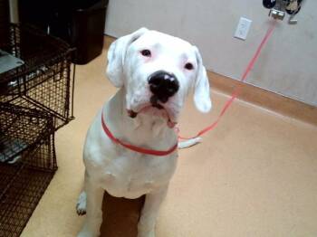 Dogo Argentino Dogs Available for Adoption in Martinez, California - COLIN | PetCurious