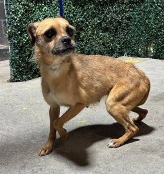 Terrier and Chihuahua Dogs Available for Adoption in El Paso, Texas - SEXY | PetCurious