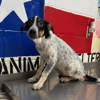 Allen -  Australian Cattle Dog Blue Heeler Dog Available for Adoption in Lufkin, Texas - Allen | PetCurious