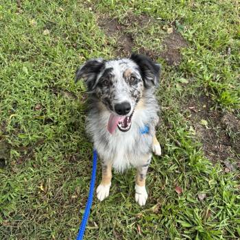 Riff -  Australian Shepherd Dog for Adoption in Patchogue, New York - Riff | PetCurious