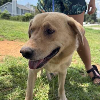 Lady Lintball -  Labrador Retriever Dog for Adoption in Columbia, South Carolina - Lady Lintball | PetCurious
