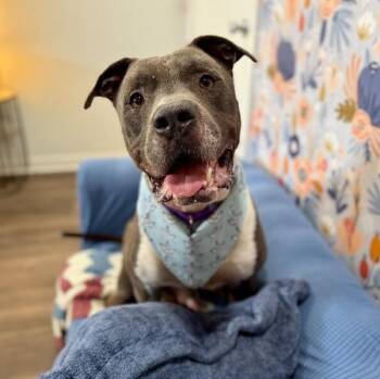 Pit Bull Terrier and American Bully Dogs Available for Adoption in Friendswood, Texas - Mako Blue Velvet | PetCurious