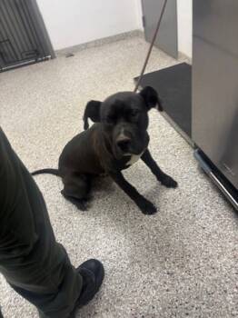 Rescue Terrier and Mixed Breed Dogs for Adoption in Gastonia, North Carolina - 59693008 | PetCurious