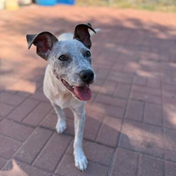 Clyde -  Cattle Dog Dog for Adoption in Spring, Texas - Clyde | PetCurious